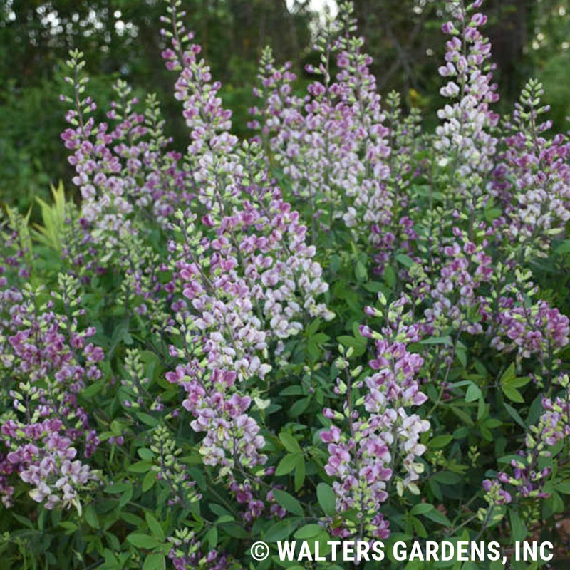 Baptisia ‘Plum Rosy’ (False Indigo)