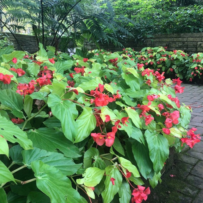 Begonia ‘Canary Wings’ (Dragon Wing Begonia)