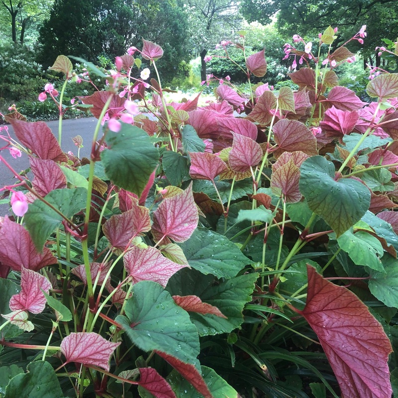 Begonia grandis ssp. evansiana (Hardy Begonia)