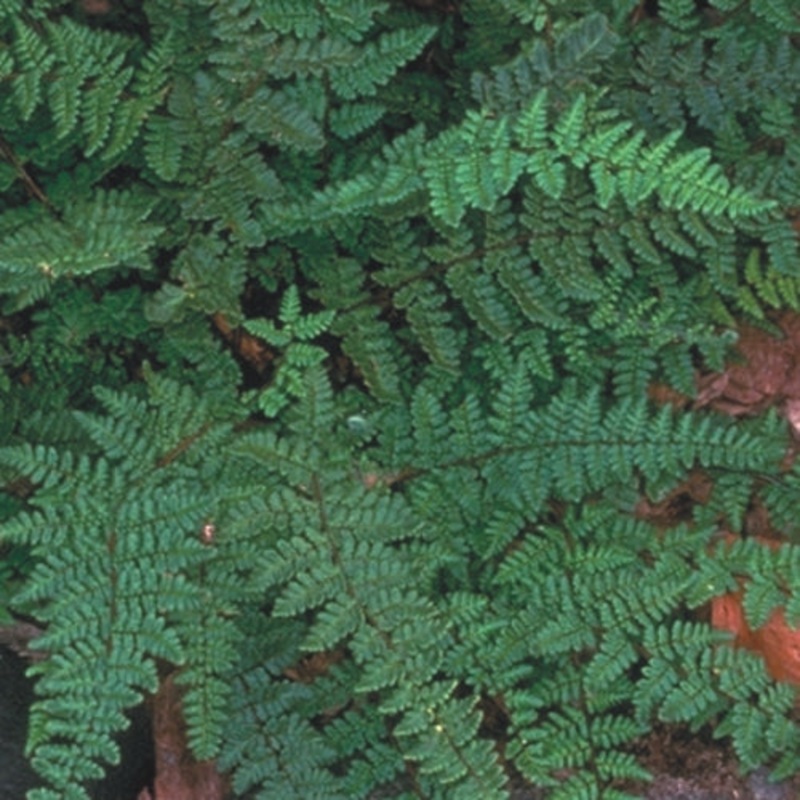 Cheilanthes lanosa (Hairy Lip Fern)