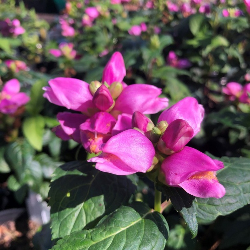 Chelone lyonii ‘ARMITPP02’ (Tiny Tortuga Turtlehead)