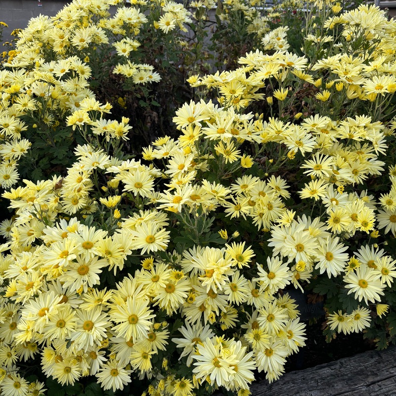 Chrysanthemum ‘Gethsemane Moonlight’ (Hardy Garden Mum)