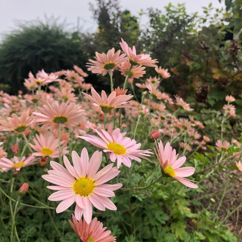 Chrysanthemum ‘Hillside Sheffield Pink’ (Hardy Garden Mum)