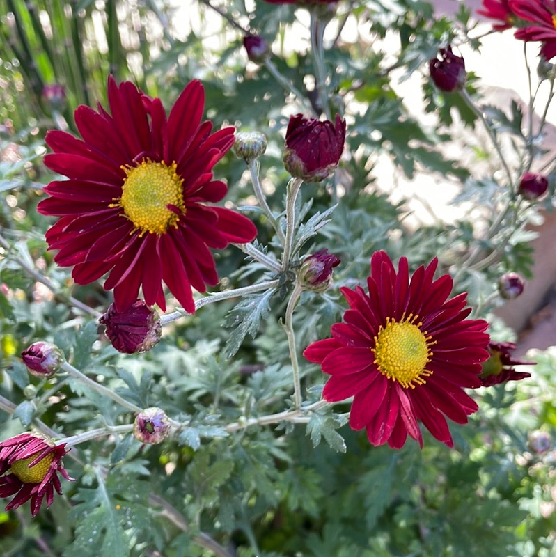 Chrysanthemum ‘Springhouse Red’ (Hardy Garden Mum)