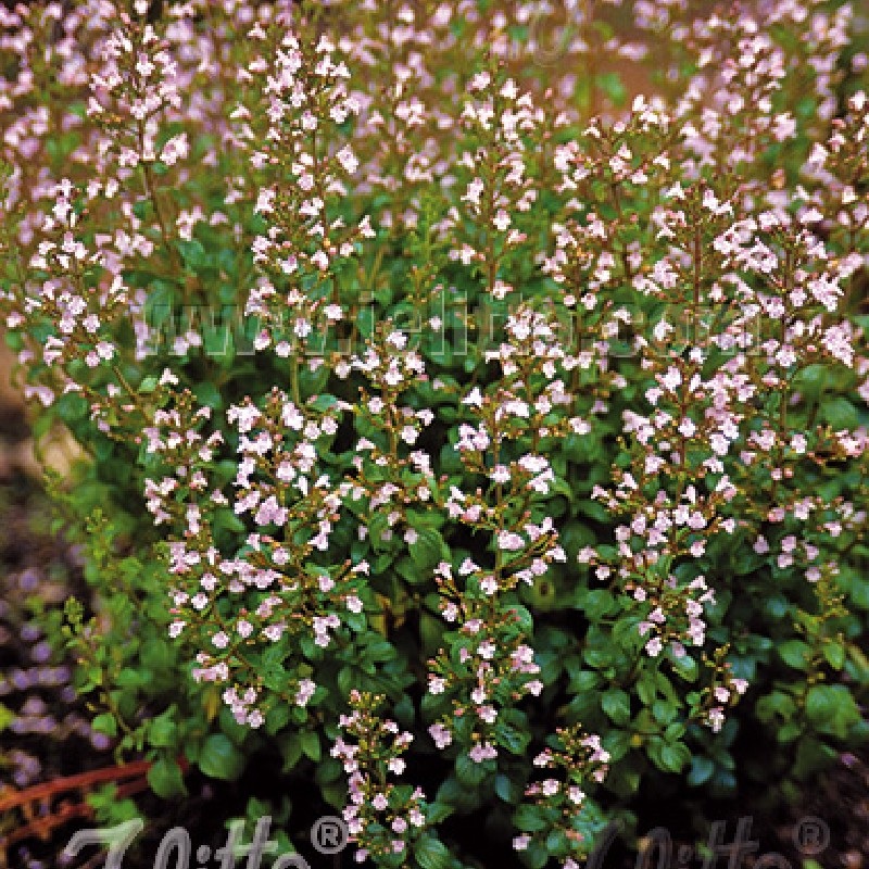 Clinopodium nepeta subsp. nepeta (Calamint)