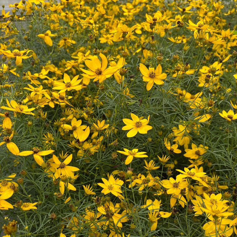 Coreopsis verticillata ‘Zagreb’ (Threadleaf Coreopsis)