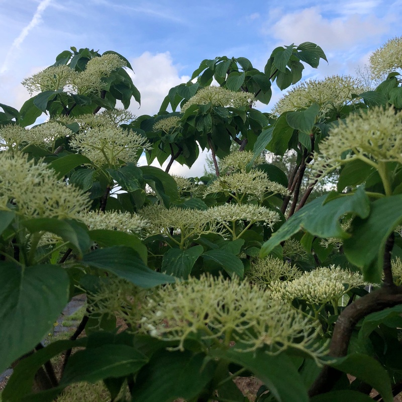 Cornus controversa (Giant Dogwood)