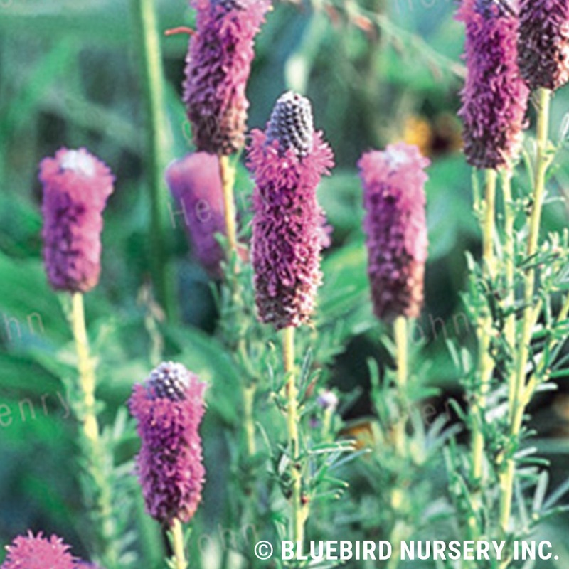 Dalea purpurea (Purple Prairie Clover)