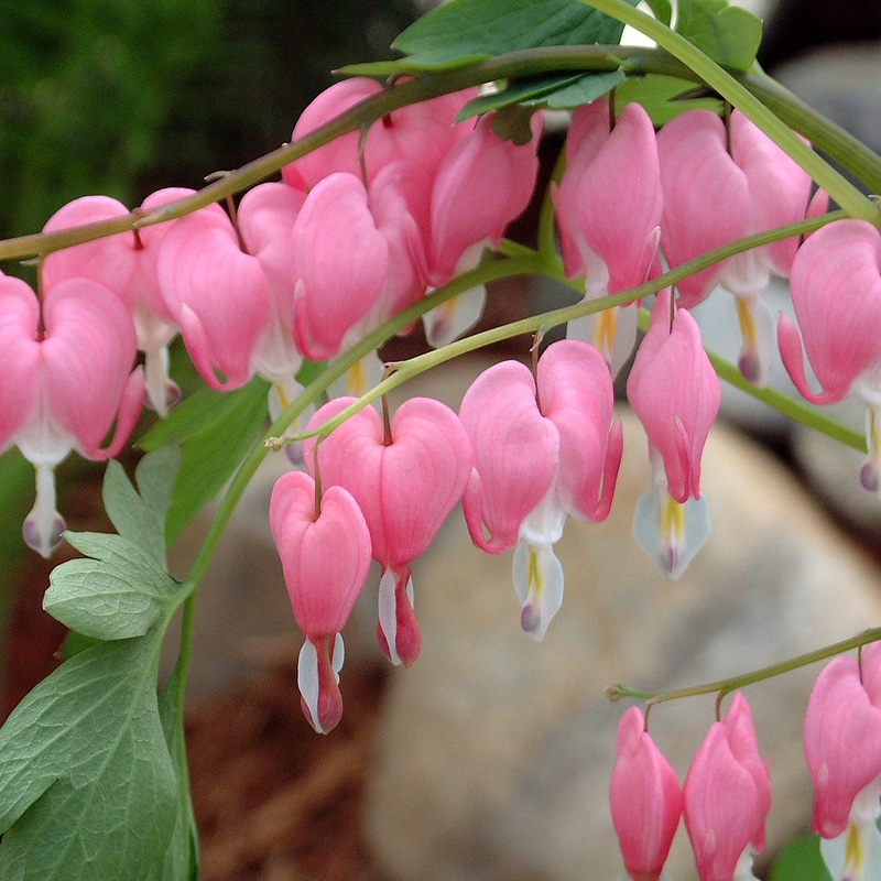Dicentra spectabilis (Bleeding Heart)