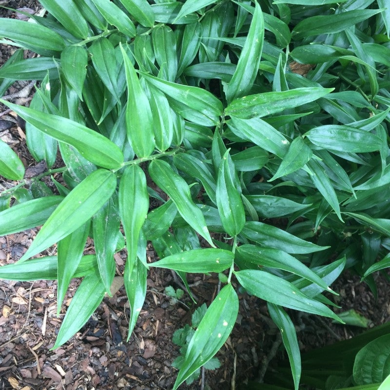 Disporopsis pernyi (Evergreen Solomon Seal)