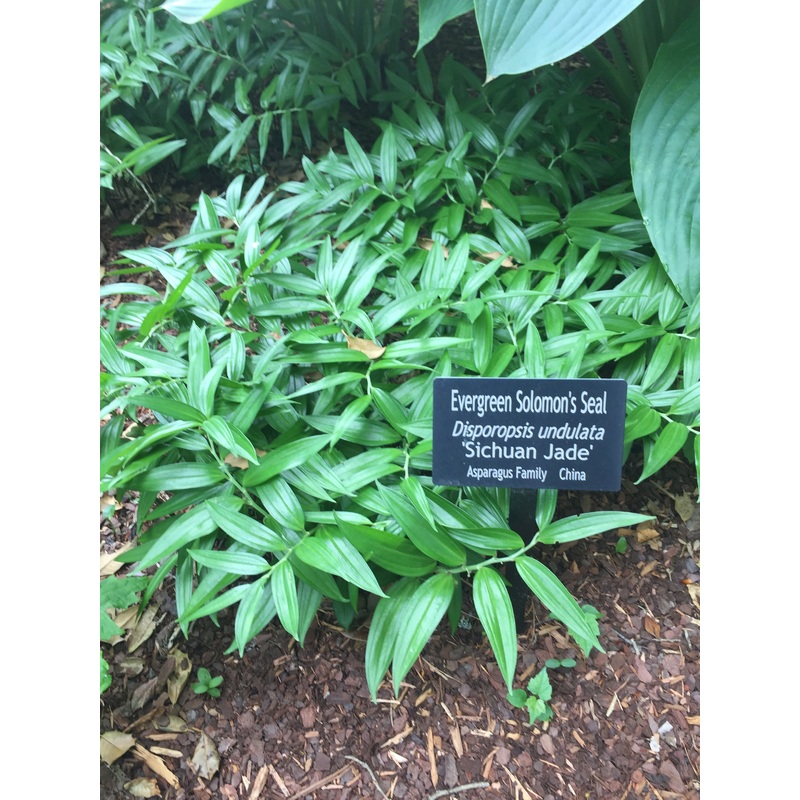 Disporopsis pernyi ‘Sichuan Jade’ (Evergreen Solomon Seal)