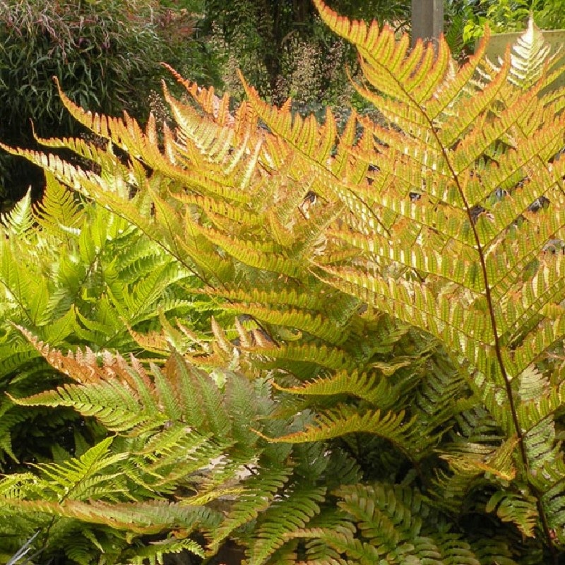 Dryopteris erythrosora ‘Brilliance’ (Autumn Fern)