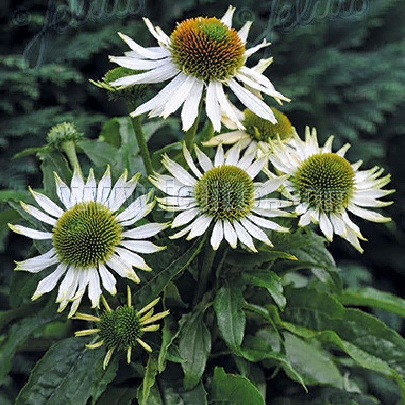 Echinacea purpurea Pow Wow White