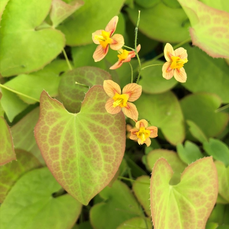 Epimedium ‘Orange Queen’ (Barrenwort)
