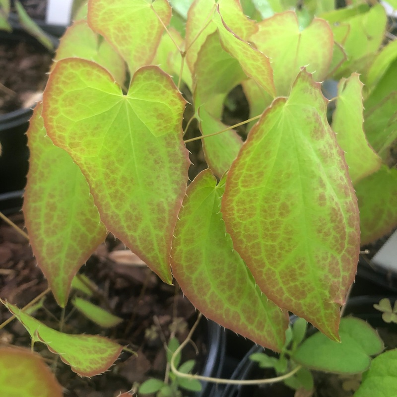 Epimedium x perralchicum ‘Frohnleiten’ (Barrenwort)