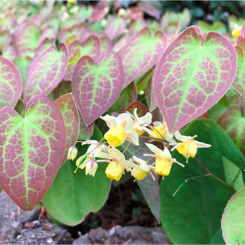Epimedium x versicolor ‘Sulphureum’ (Barrenwort)