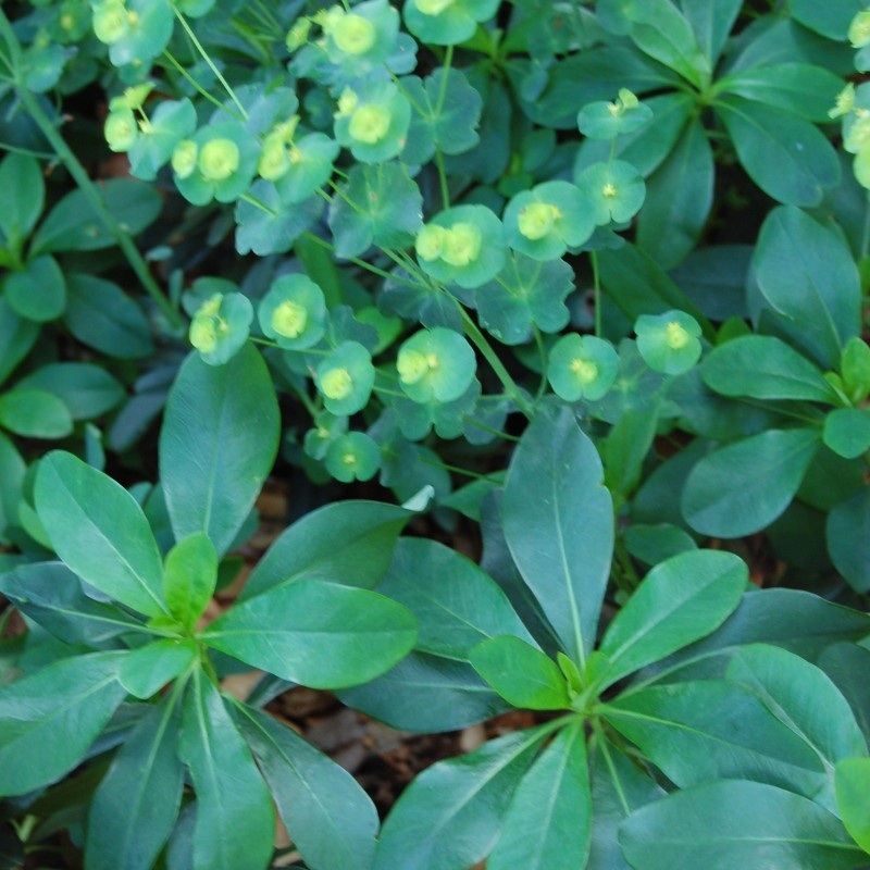 Euphorbia amygdaloides subsp. robbiae (Wood Spurge)
