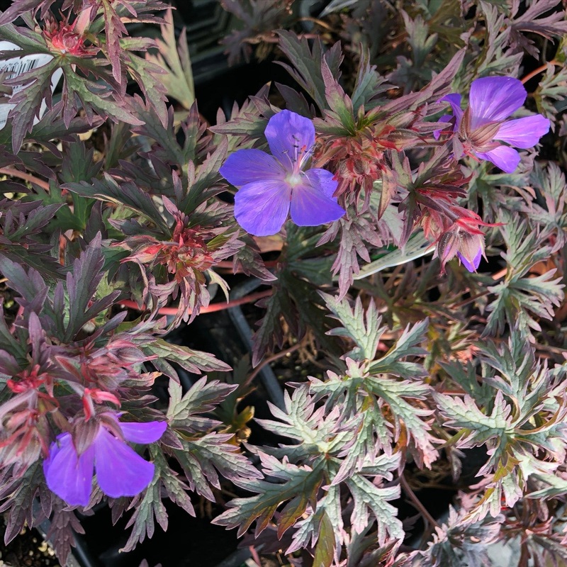 Geranium pratense ‘Dark Reiter’ (Meadow Cranesbill)
