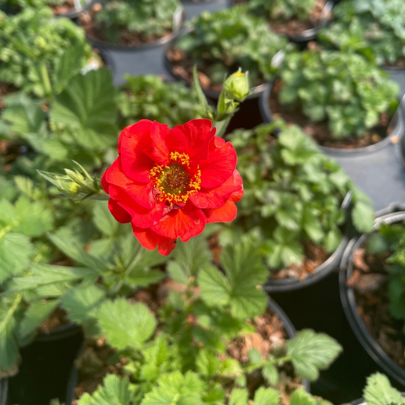 Geum chiloense ‘Mrs. Bradshaw’ (Avens)