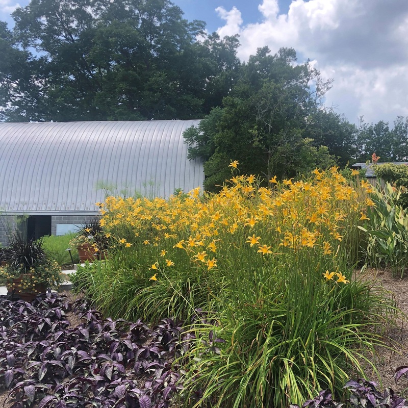 Hemerocallis ‘Autumn Minaret’ (Day Lily)