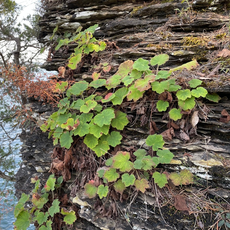 Heuchera villosa macrorrhiza ‘Autumn Bride’ (Hairy Alum Root)