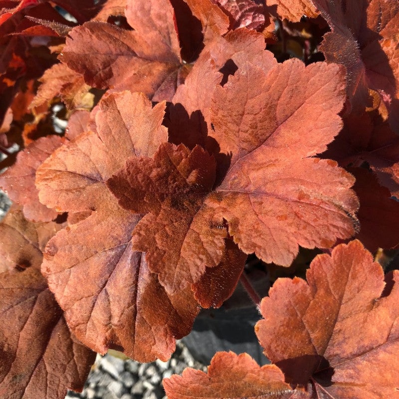 Heucherella ‘Pumpkin Spice’ (Foamy Bells)