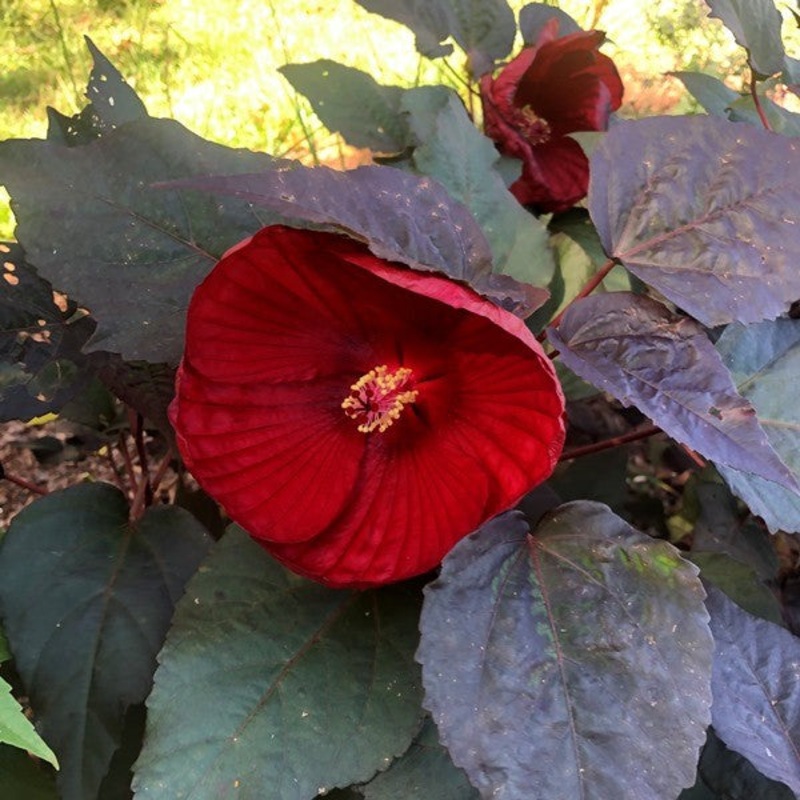 Hibiscus ‘Holy Grail’ (Hardy Hibiscus)