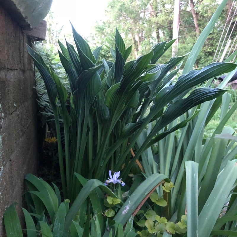 Hosta ‘Praying Hands’ (Hosta)|5″ / 1.06qts|Trade Gallon / 2.5qts