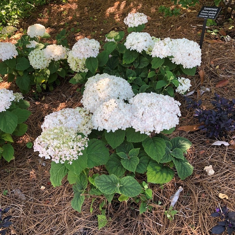 Hydrangea arborescens ‘NCHA5’ (Invincibelle Wee White Smooth Hydrangea)
