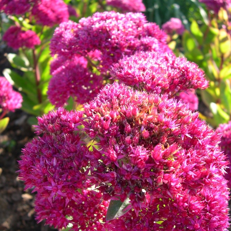 Hylotelephium telephium ‘Autumn Joy’ (Orpine)