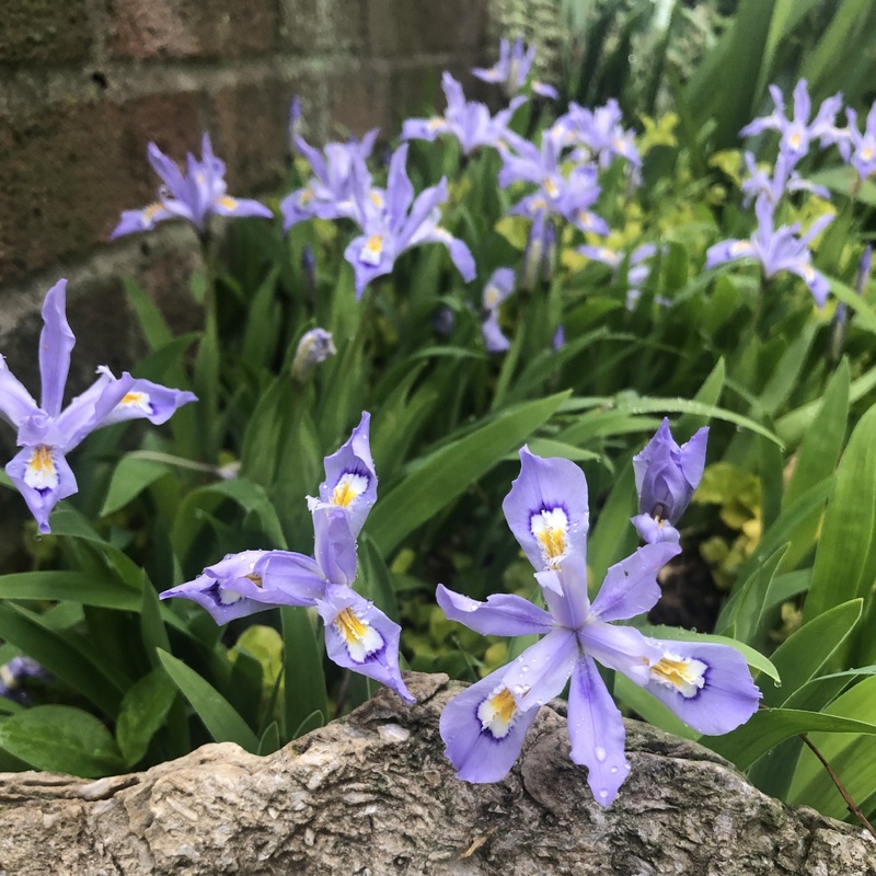 Iris cristata (Dwarf Crested Iris)