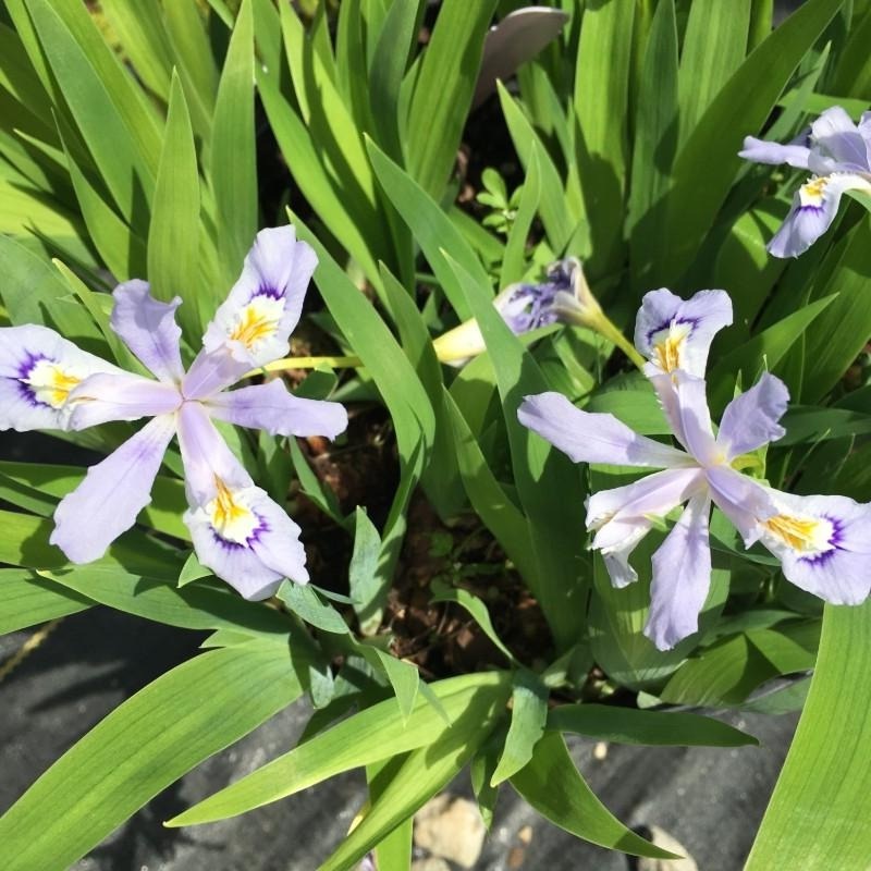 Iris cristata ‘Powder Blue Giant’ (Dwarf Crested Iris)