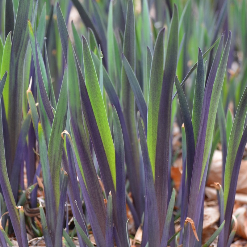 Iris versicolor ‘Purple Flame’ (Blue Flag Iris)