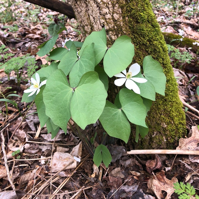 Jeffersonia diphylla (Twin Leaf)