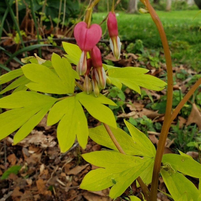 Lamprocapnos spectabilis ‘Gold Heart’ (Bleeding Heart)