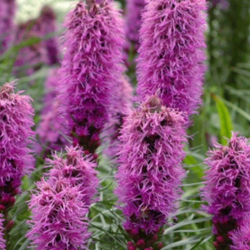 Liatris spicata ‘Kobold’s Original’ (Blazing Star)