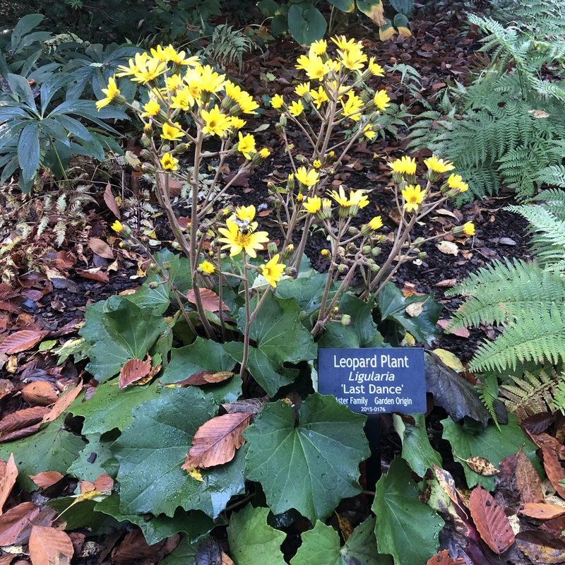 Ligularia ‘Last Dance’ (Leopard Plant)