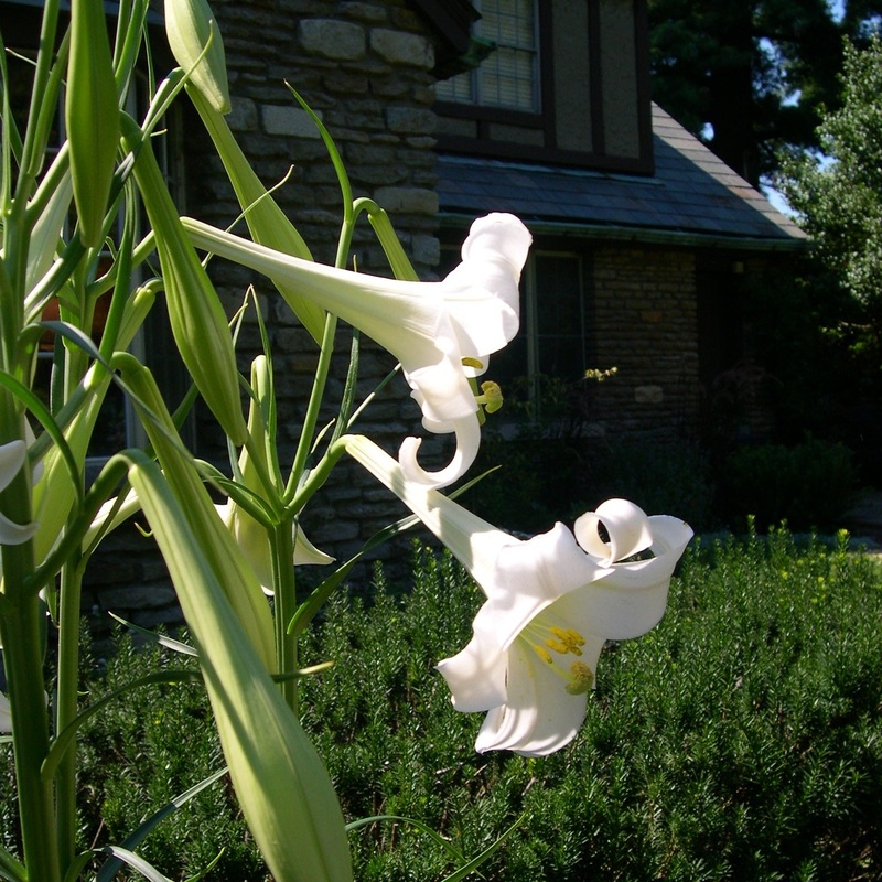 Lilium formosanum (Formosa Lily)