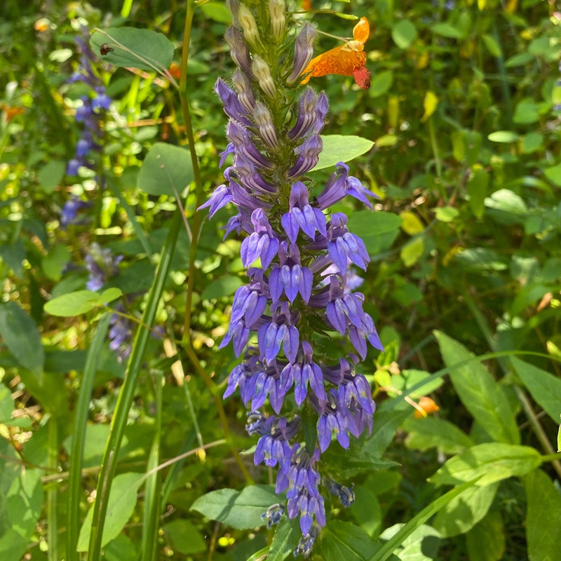 Lobelia siphilitica (Great Blue Lobelia)