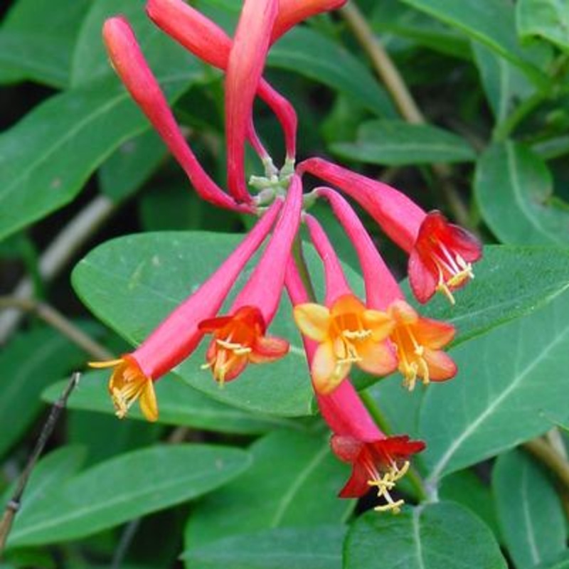 Lonicera sempervirens ‘Major Wheeler’ (Coral Honeysuckle)