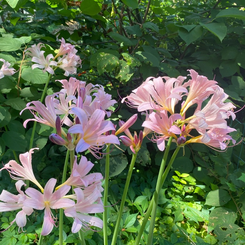 Lycoris squamigera (Naked Lady)