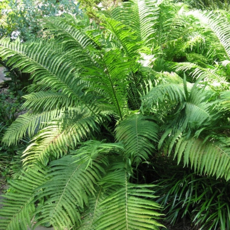 Matteuccia struthiopteris ‘The King’ (Ostrich Fern)