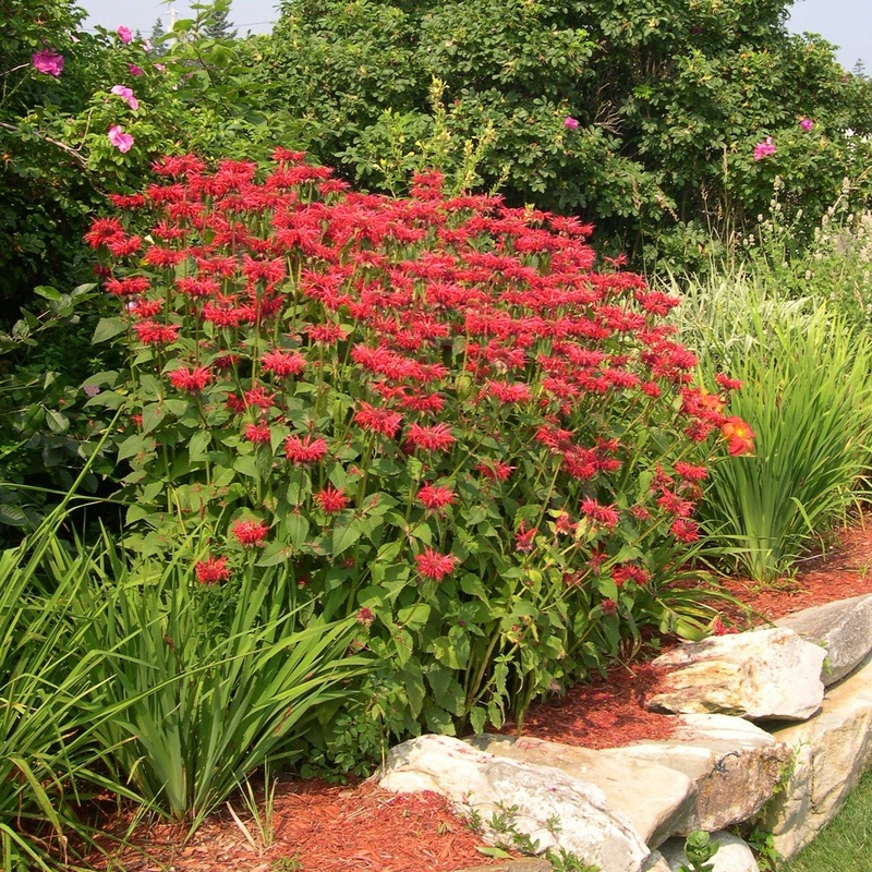 Monarda didyma ‘Jacob Cline’ (Bee Balm)