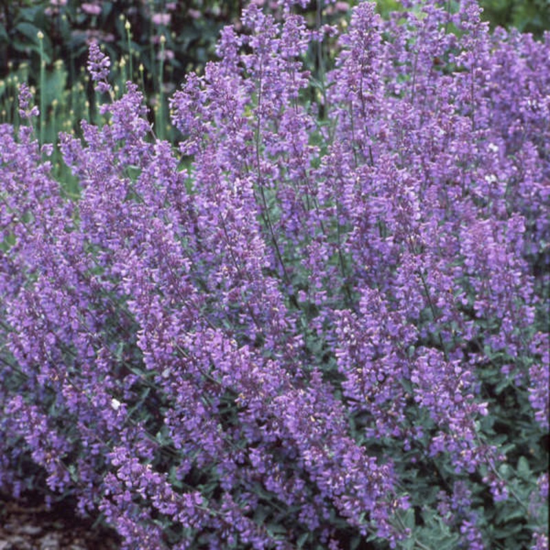 Nepeta x ‘Walker’s Low’ (Catmint)