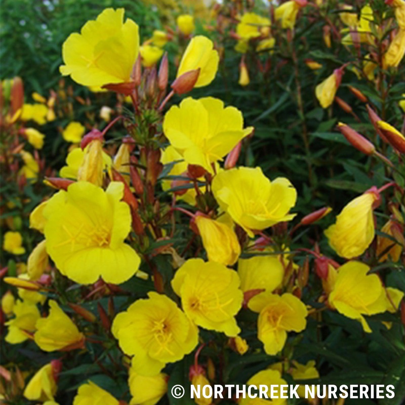 Oenothera fruticosa ‘Fireworks’ (Sundrops)