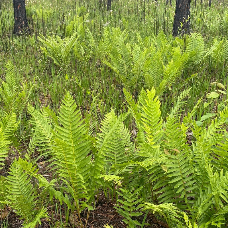 Osmunda cinnamomea (Cinnamon Fern)
