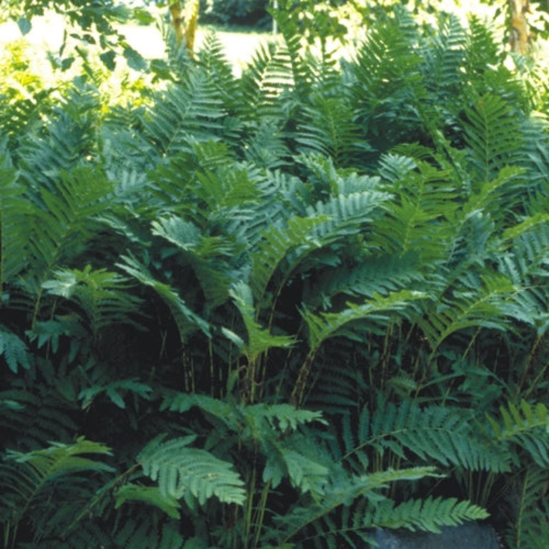 Osmunda claytoniana (Interrupted Fern)