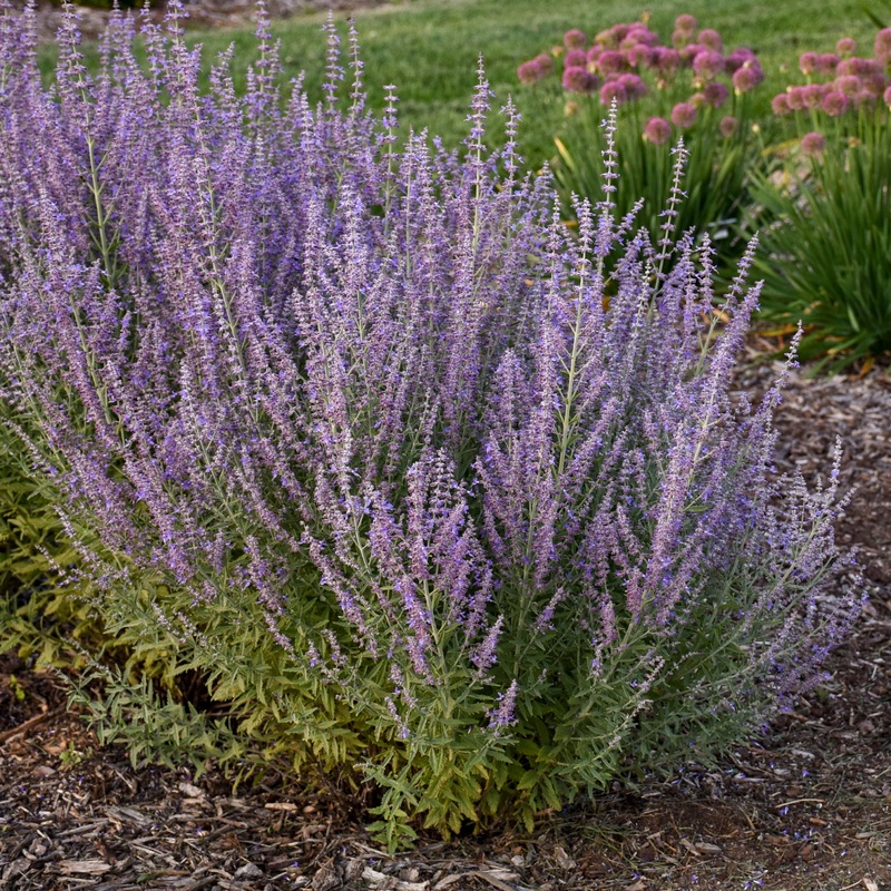 Perovskia atriplicifolia ‘Sage Advice’ (Russian Sage)