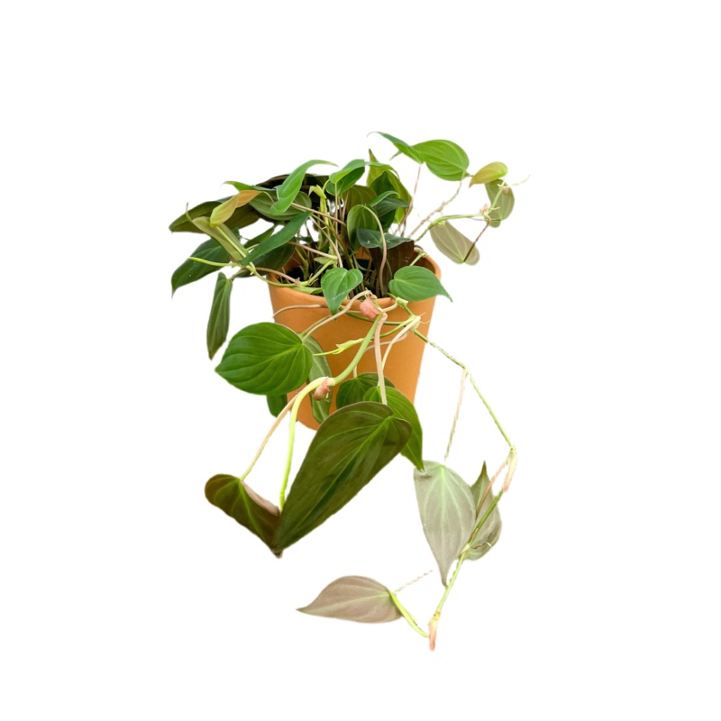 Philodendron Micans|4″|6|8″
