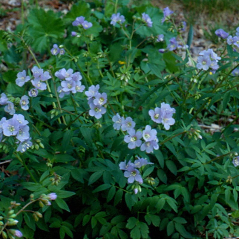 Polemonium reptans (Jacob’s Ladder)